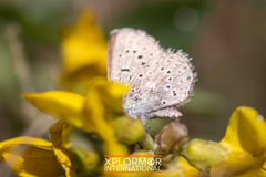 Icaricia icarioides evius