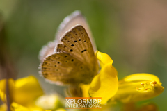 Icaricia icarioides evius