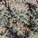photo of Southern Russian Thistle (Salsola australis)
