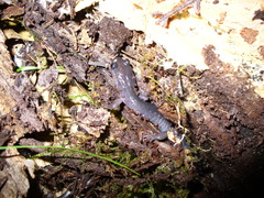Plethodon metcalfi