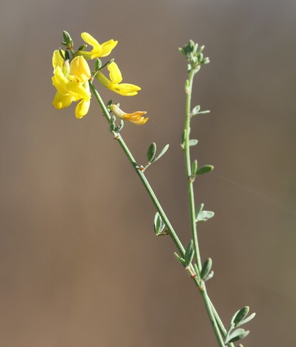 photo of Deerweed (Acmispon glaber)