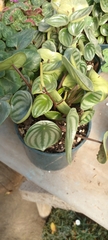 Peperomia argyreia