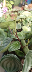 Peperomia argyreia