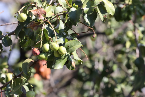 photo of Hollyleaf Cherry (Prunus ilicifolia)