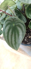 Peperomia argyreia
