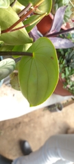 Peperomia argyreia