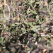 photo of Southern Honeysuckle (Lonicera subspicata)