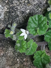 Lobelia ardisiandroides