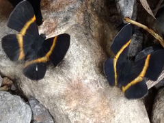 Parcella amarynthina