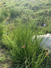 Juncus conglomeratus