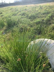 Juncus conglomeratus