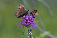 Erebia ligea
