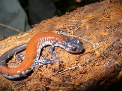 Plethodon yonahlossee