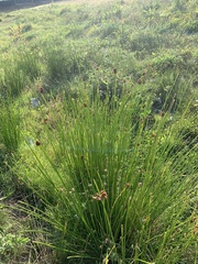 Juncus conglomeratus