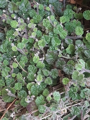 Lobelia ardisiandroides