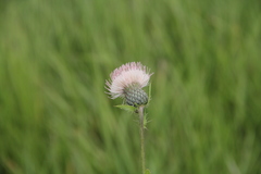 Cirsium tataricum