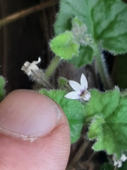 Lobelia ardisiandroides