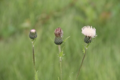Cirsium tataricum