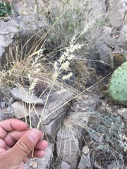 Cottea pappophoroides