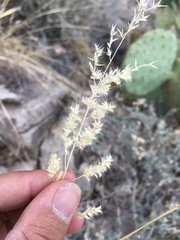 Cottea pappophoroides