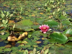 Nymphaea