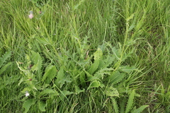 Cirsium tataricum