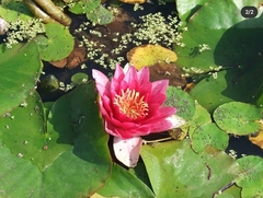 Nymphaea
