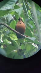 Baryphthengus martii