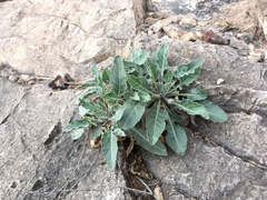 Oenothera brachycarpa