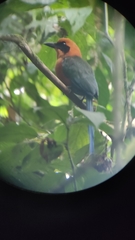 Baryphthengus martii