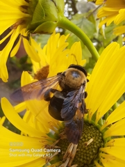 Xylocopa virginica