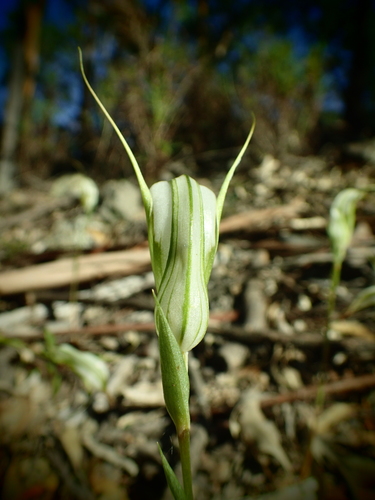 Image of Dainty Greenhood (Pterostylis reflexa) by (c) ronavery, some rights reserved (CC BY)