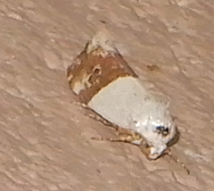 Ponometia elegantula