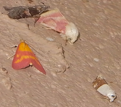 Ponometia elegantula