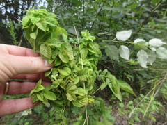 Phylloplecta tripunctata