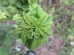 Phylloplecta tripunctata