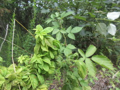 Phylloplecta tripunctata