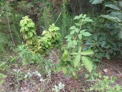 Phylloplecta tripunctata