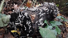 Xylaria hypoxylon
