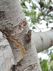 Cicada orni
