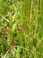Cyperus diandrus