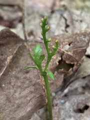 Botrychium angustisegmentum