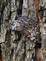 Hamadryas fornax
