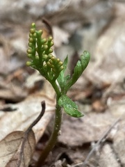 Botrychium angustisegmentum