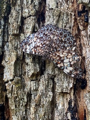 Hamadryas fornax