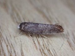 Swammerdamia pyrella