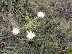 Centaurea scabiosa scabiosa