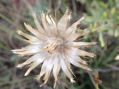 Centaurea scabiosa scabiosa
