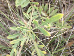 Centaurea scabiosa scabiosa