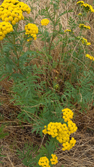 Tanacetum vulgare
